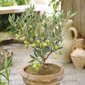 Как вырастить маслину в домашних условиях