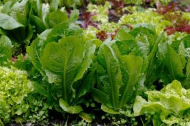 Как вырастить салат на даче в открытом грунте