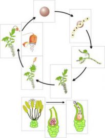 Размножение комнатных растений