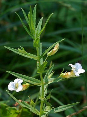  , Gratiola officinalis