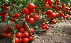 Как вырастить хорошие помидоры в открытом грунте