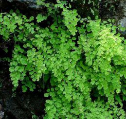   , Adiantum capillus-veneris