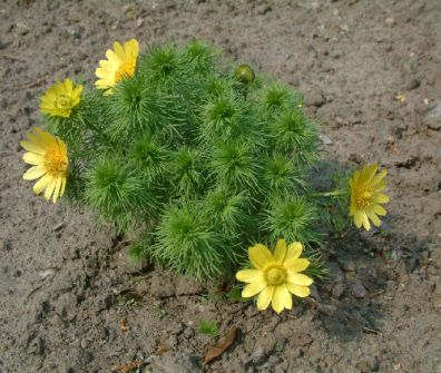  , Adonis vernalis