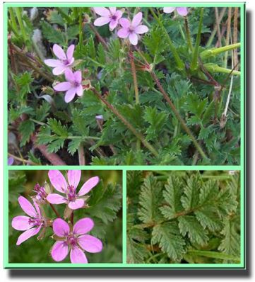  , Erodium cicutarium