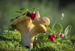 Даль «Война грибов с ягодами»