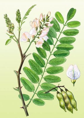 Акация белая, Robinia pseudo-acacia