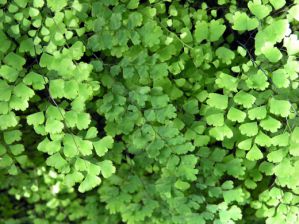  (). Adiantum