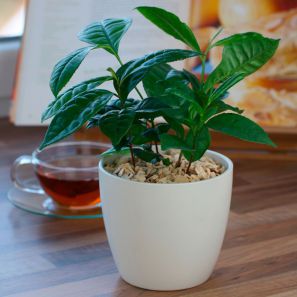 Выращивание чайного дерева в домашних условиях