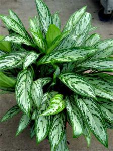 .  Aglaonema