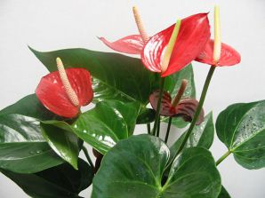 . Anthurium