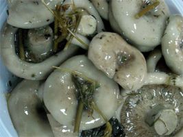 Соленые и квашеные грибы. Рецепты засолки грибов
