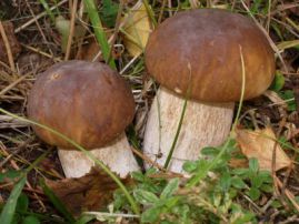 Где и как искать грибы