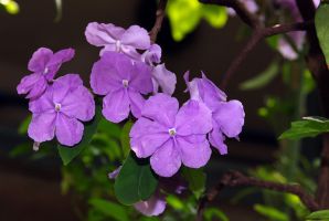 .  Brunfelsia