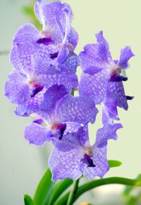 .  Vanda