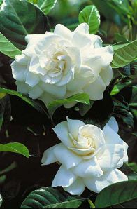 .  Gardenia