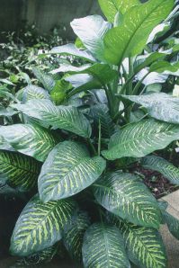 .  Dieffenbachia