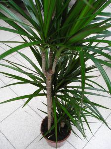 .  Dracaena