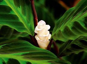 .  Calathea