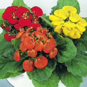 .  Calceolaria