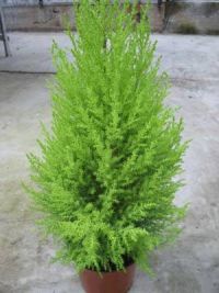 .  Cupressus