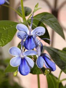 .  Clerodendrum