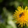 Пчела на одуванчике. Фото пчёлки на цветке