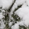 Еловая ветка. Зима. Фото