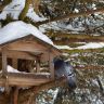 Кормушка для птиц в снегу. Птица у кормушки. Фото