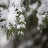 Ветка ёлки в снегу. Еловая веточка в снегу. Фото