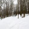 В парке зимой. Лапландия. Фото