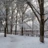 Деревья в снегу. Скворечник. Зима. Фото