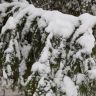 Веточка ели в снегу. Ёлка в снегу. Фото