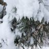 Красивая снежная сосновая ветка. Фото