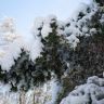 Еловая ветка в снегу. Небо. Мороз. Фото