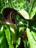  . Arisaema triphyllum