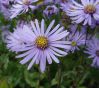  . Aster amellus