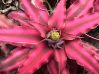 ,   .  Cryptanthus