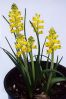 , .  Lachenalia