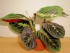 .  Maranta