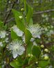 ,  .  Myrtus