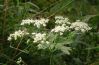 -. Pimpinella saxifrage