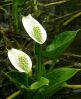 Белокрыльник болотный. Calla palustris