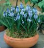 ,  .  Muscari