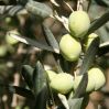 Олива, маслина.  Olea