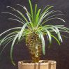 .  Pachypodium