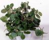 ,  . Plectranthus