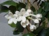 ,  .  Stephanotis