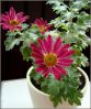 .  Chrysanthemum