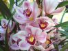 .  Cymbidium