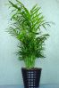 , .  Cyperus